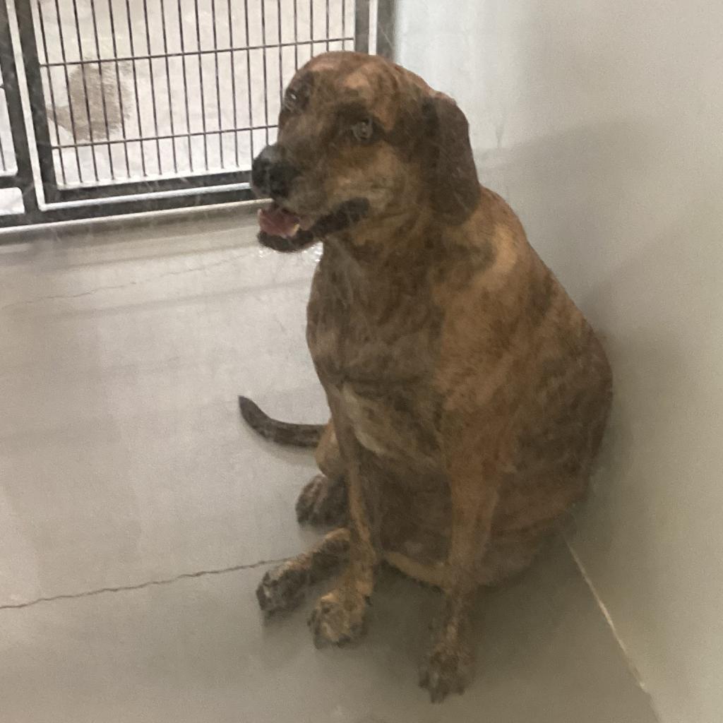 Enlarge Snowdoun, a Adoptable Mountain Cur in Montgomery, AL image 1/3