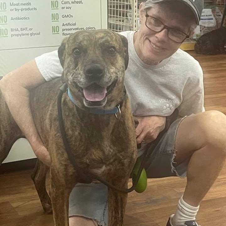 Enlarge Snowdoun, a Adoptable Mountain Cur in Montgomery, AL image 2/3