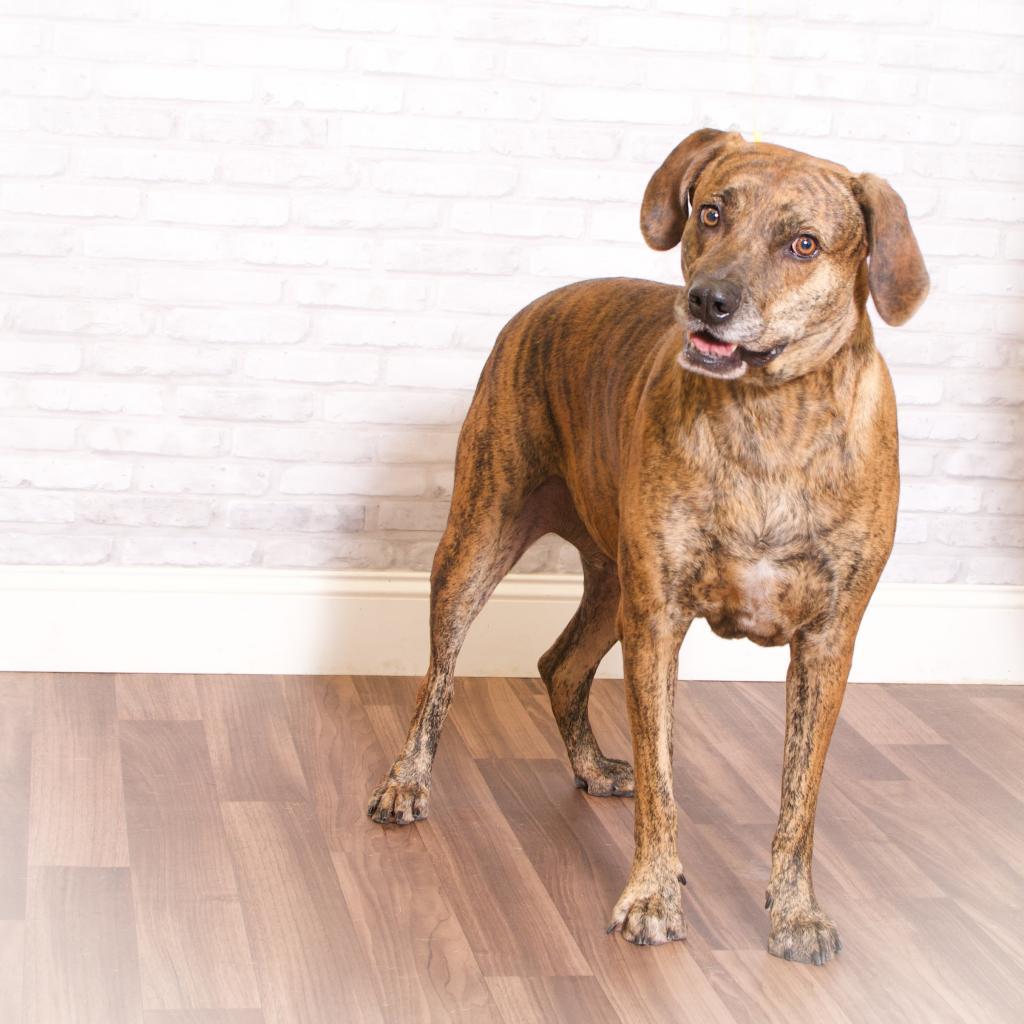 Enlarge Snowdoun, a Adoptable Mountain Cur in Montgomery, AL image 3/3