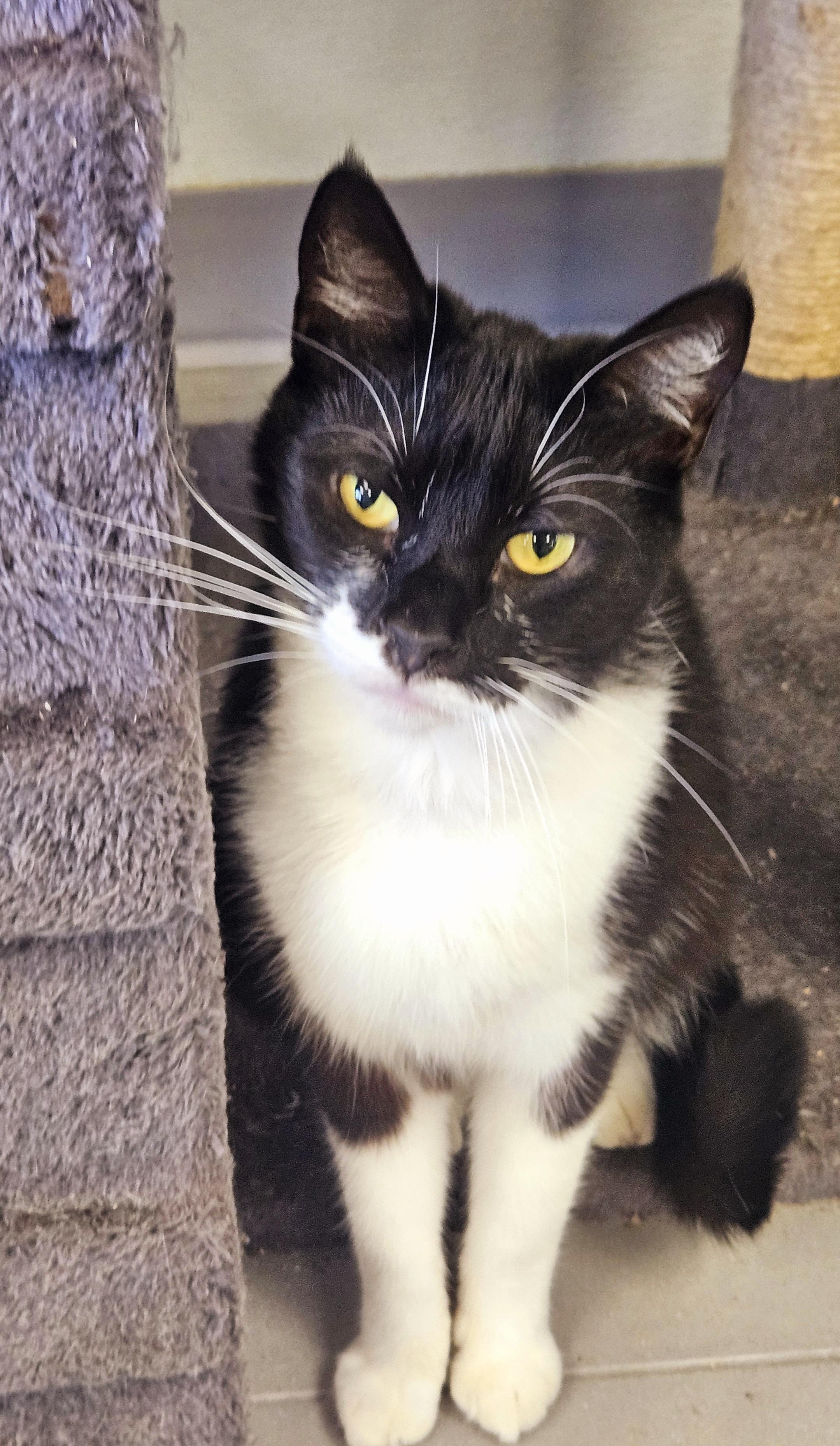 Enlarge Batman, a Adoptable Domestic Short Hair in Huntington Beach, CA image 1/1