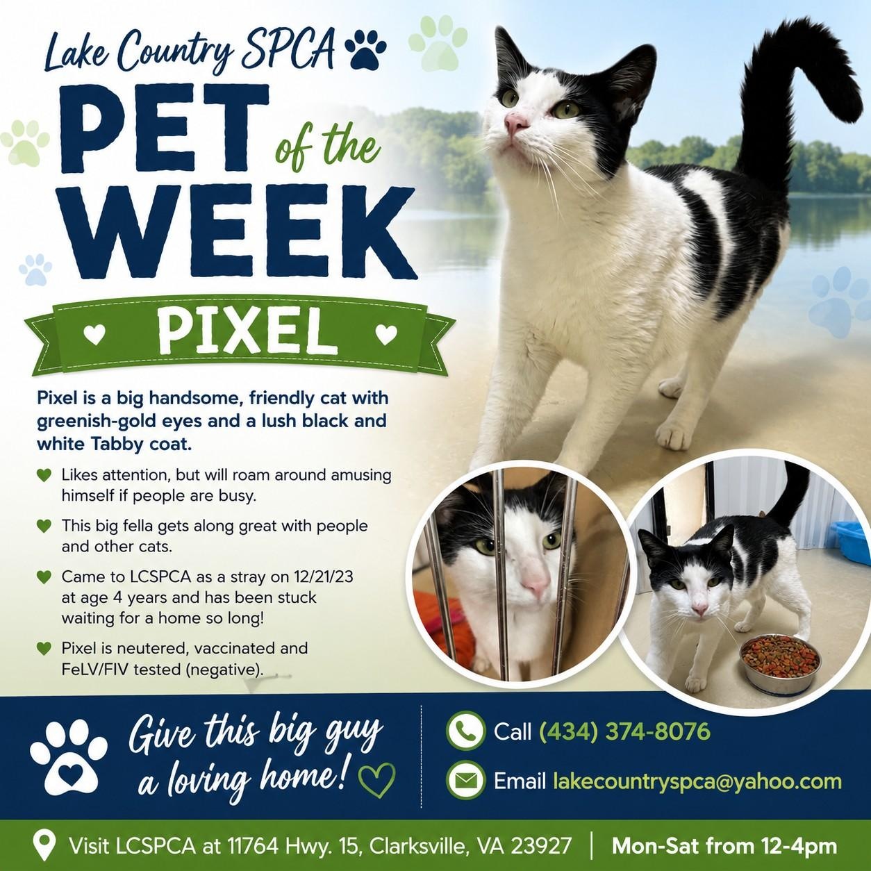 Pixel, a Adoptable Tabby in Clarksville, VA image 6/6