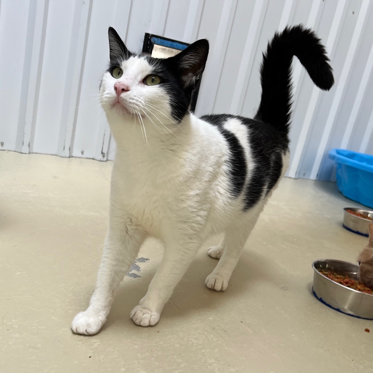 Pixel, Adoptable, Adult Male Tabby.