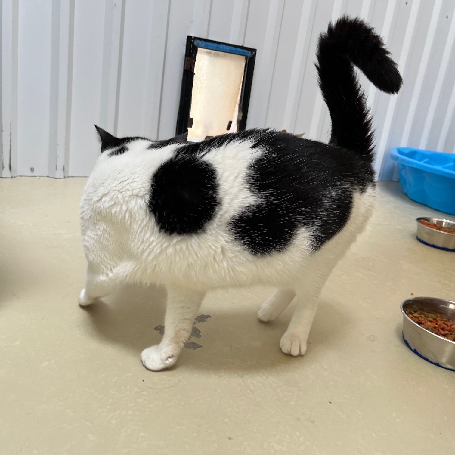 Pixel, a Adoptable Tabby in Clarksville, VA image 2/6