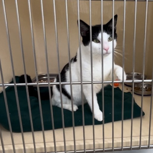 Pixel, a Adoptable Tabby in Clarksville, VA image 3/6