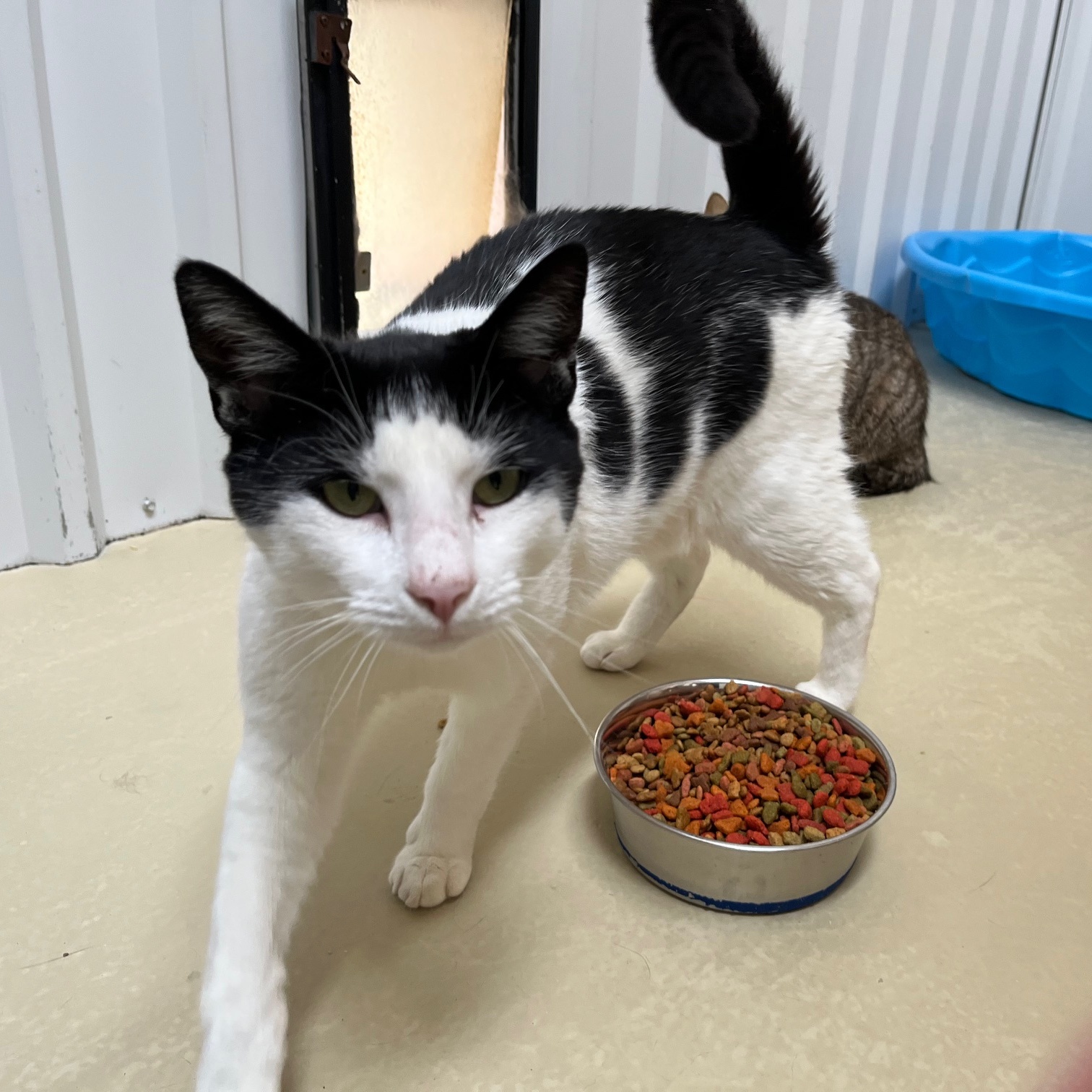 Pixel, Adoptable, Adult Male Tabby.