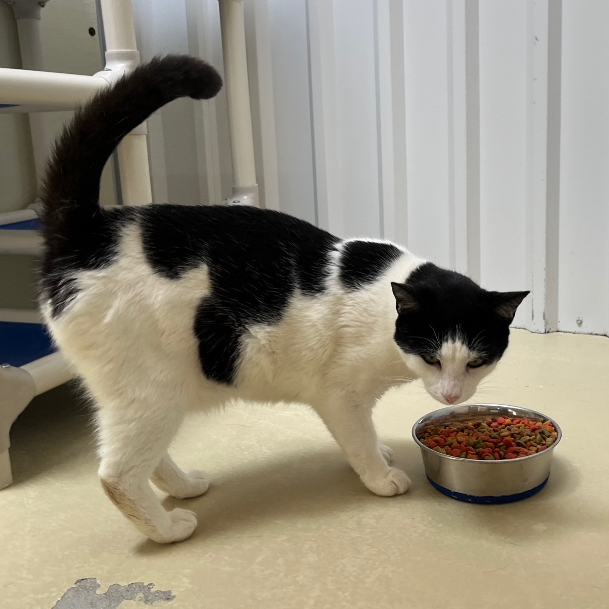 Pixel, a Adoptable Tabby in Clarksville, VA image 5/6