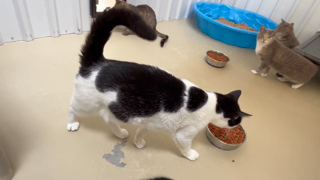 Enlarge Pixel, a Adoptable Tabby in Clarksville, VA video 6/6