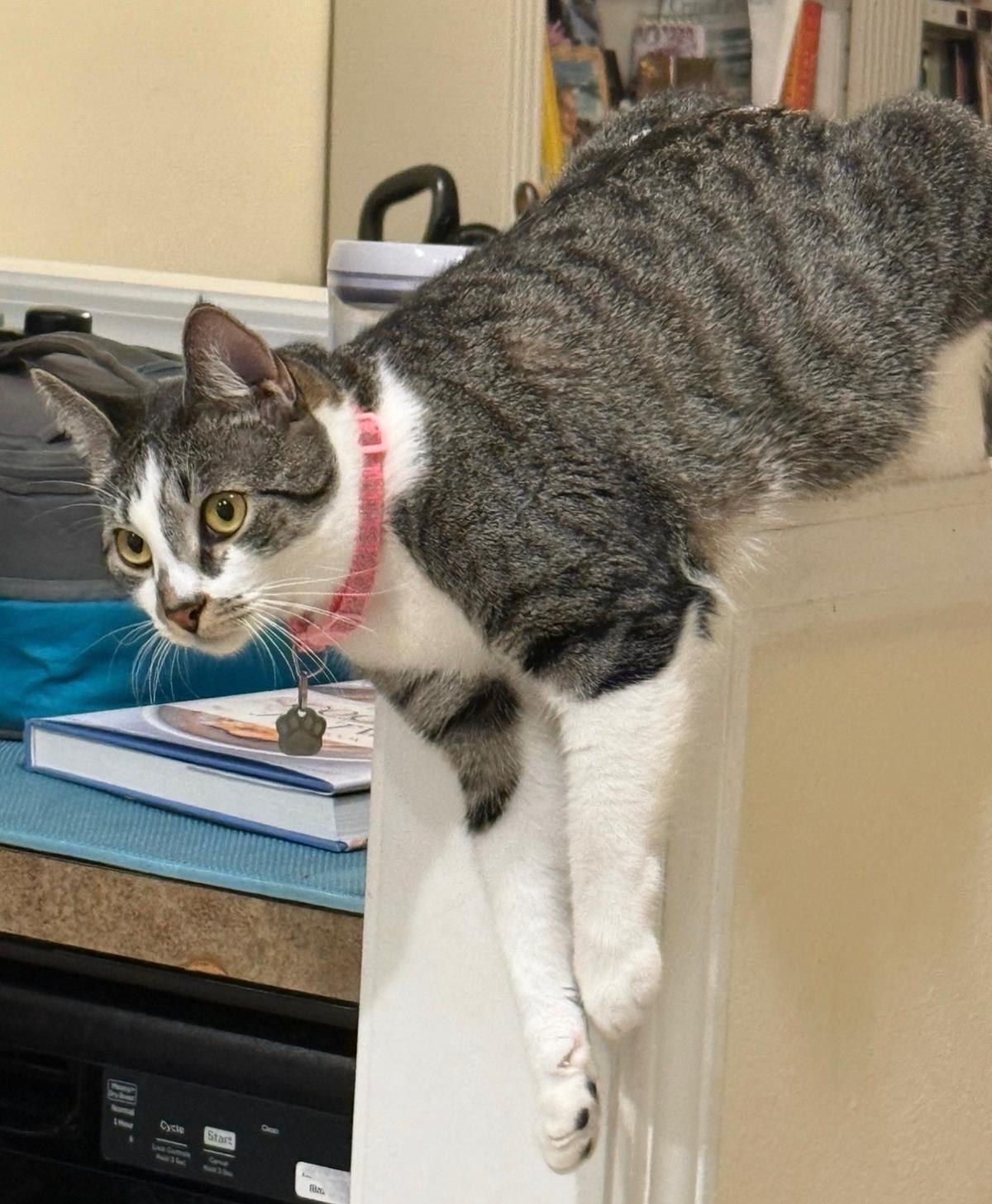 Chip, Adoptable, Young Female Domestic Short Hair & Tabby.