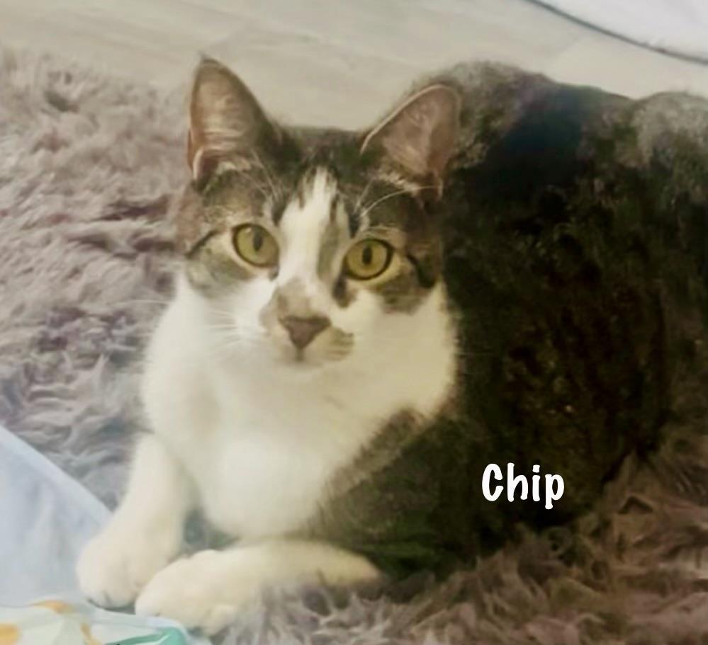 Chip, a Adoptable mixed breed in St. Augustine, FL image 3/3