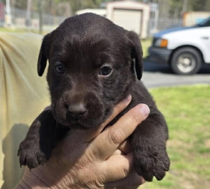 Enlarge Shelly , a Adoptable Chocolate Labrador Retriever in Hamilton , NJ image 1/1