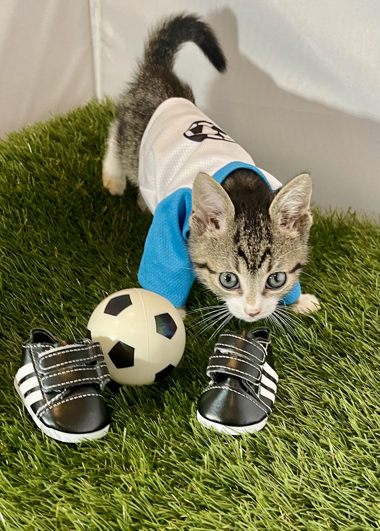 Winger, Adoptable, Kitten Male Tabby.