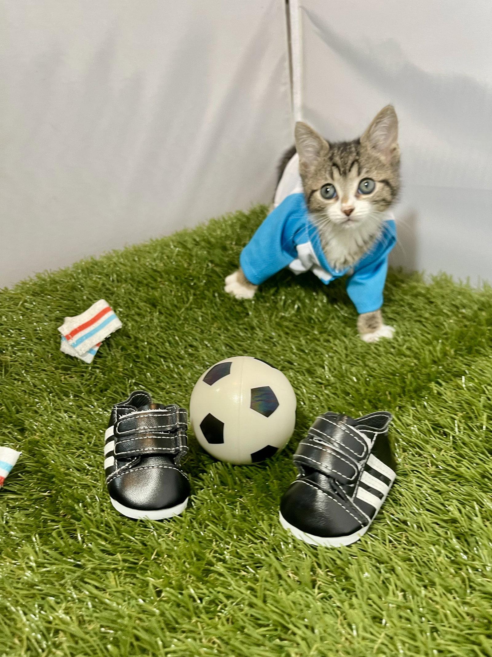 Enlarge Winger, a Adoptable Tabby in Flint Hill, VA image 2/3