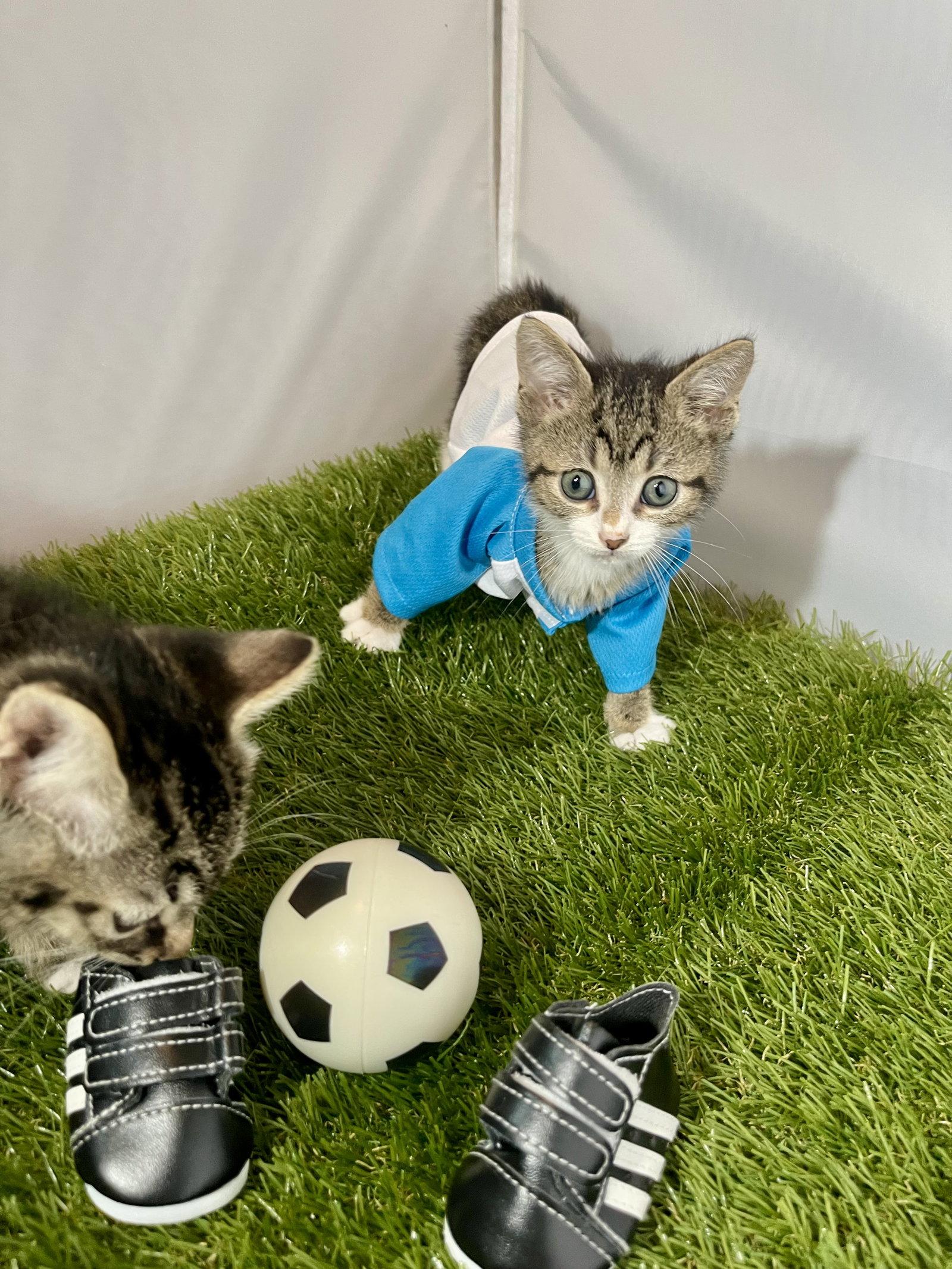 Enlarge Winger, a Adoptable Tabby in Flint Hill, VA image 3/3