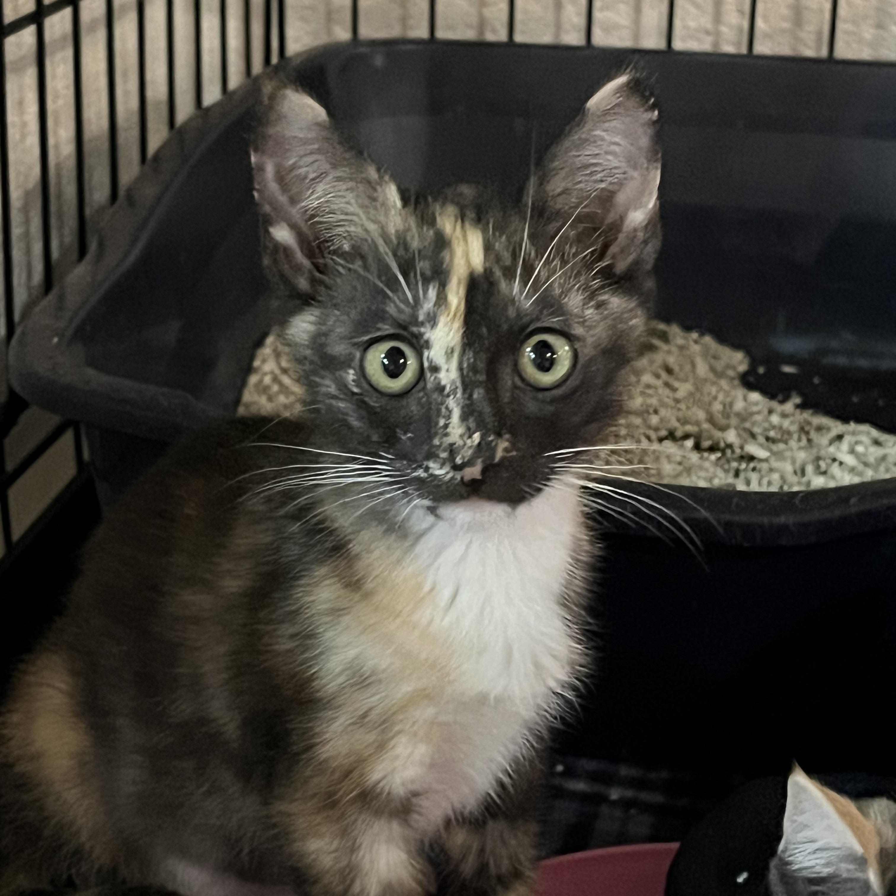 Janet 4459, adoptable, Young Female Domestic Short Hair.