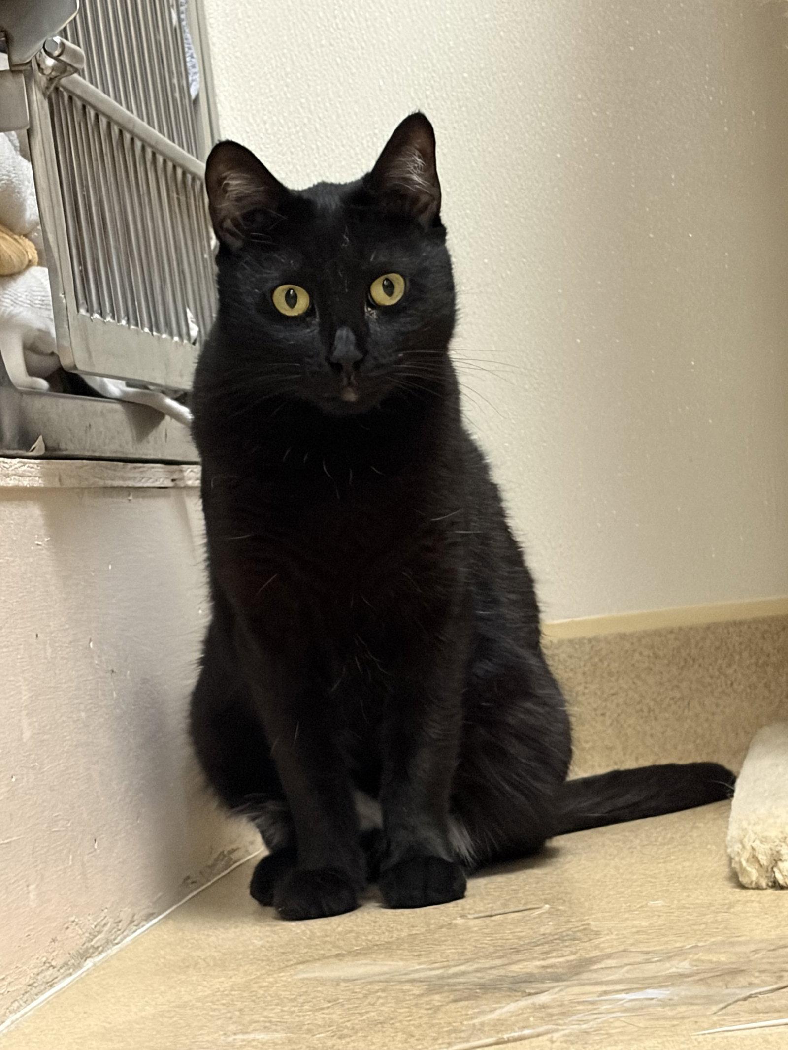 Midnight, Adopted, Adult Female Domestic Short Hair.