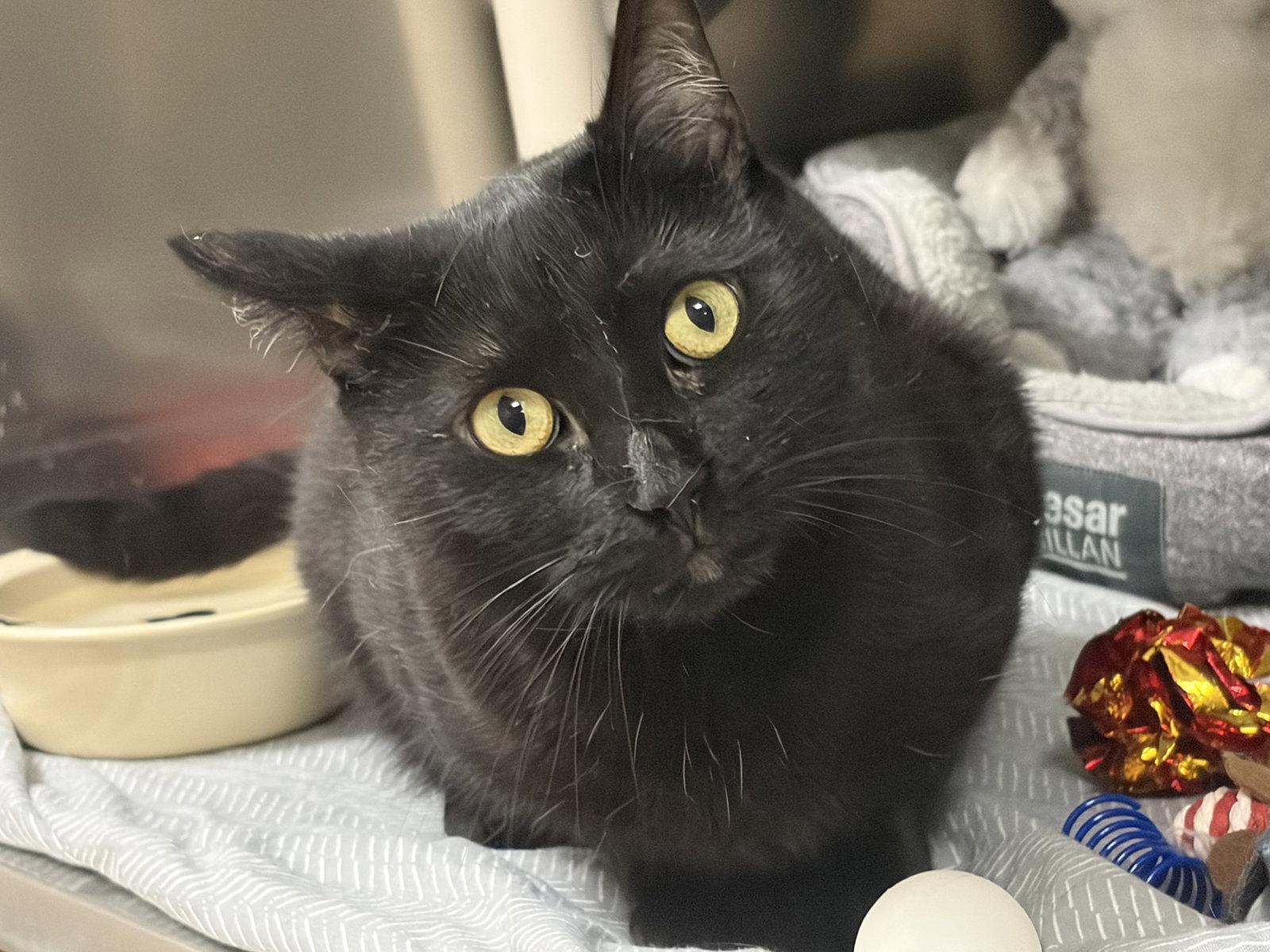 Enlarge Midnight, a Adopted Domestic Short Hair in Brick, NJ image 2/2