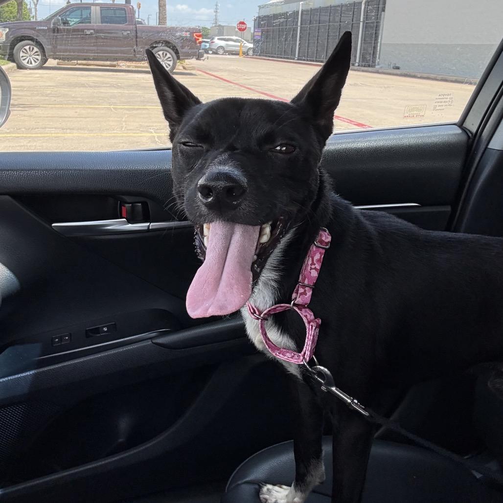 Enlarge Danny, a Adoptable Mixed Breed in Dickinson, TX image 2/6