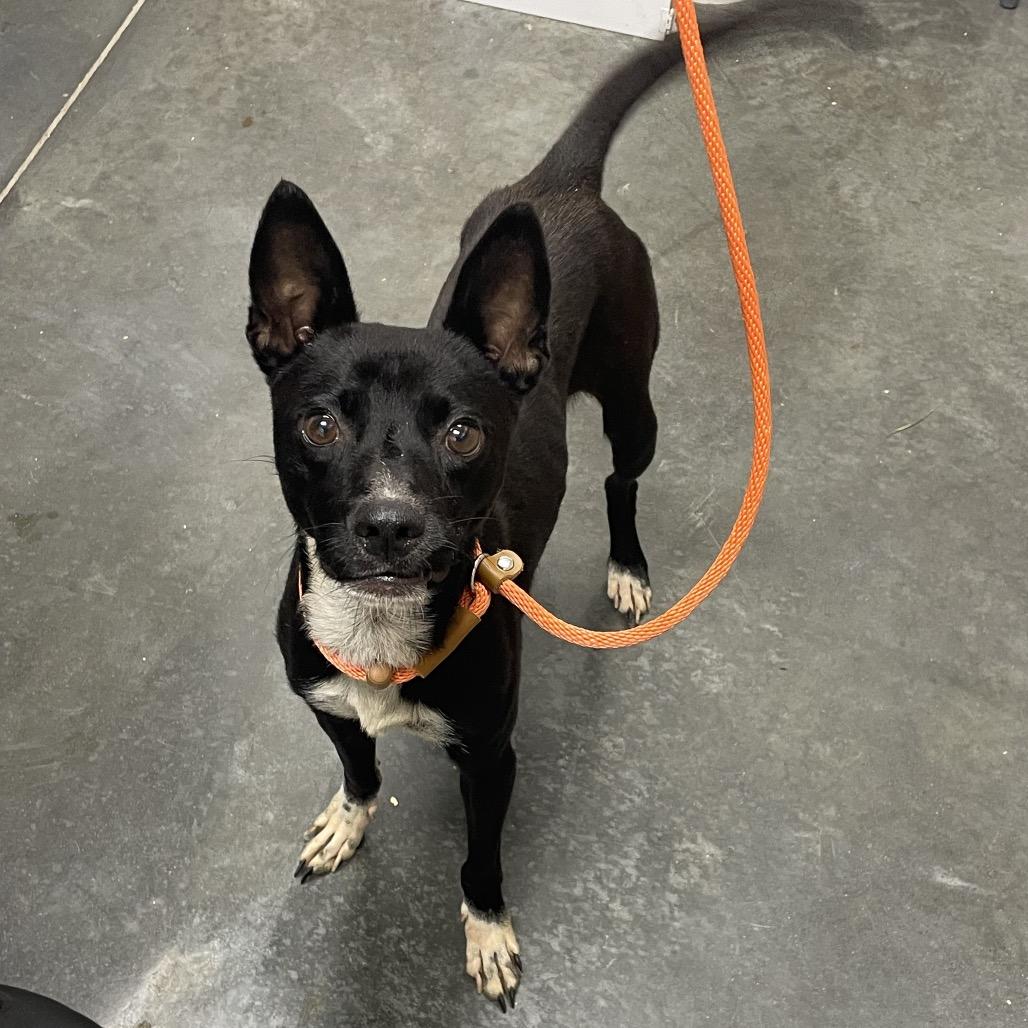 Enlarge Danny, a Adoptable Mixed Breed in Dickinson, TX image 3/6