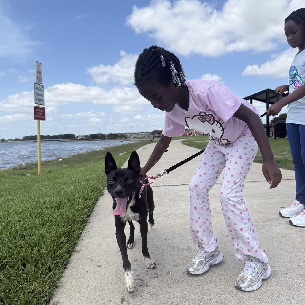Enlarge Danny, a Adoptable Mixed Breed in Dickinson, TX image 6/6
