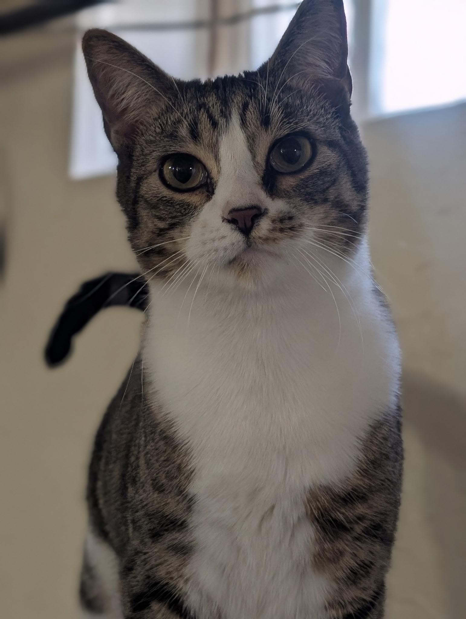 Enlarge Beau, a Adoptable Domestic Short Hair in Pocatello, ID image 2/4