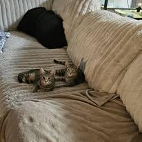 Enlarge Decklan and Rainy, a Adopted Domestic Short Hair in Mount Vernon, WA image 2/2