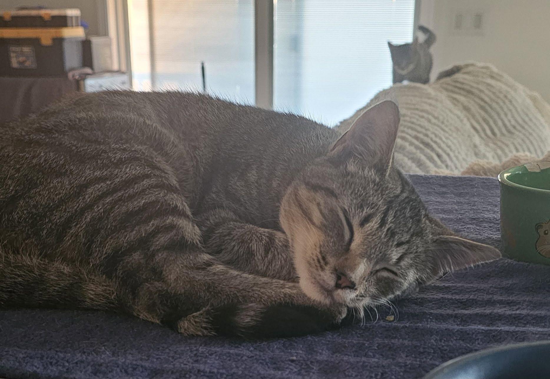 Decklan and Rainy, Adopted, Young Female Domestic Short Hair.
