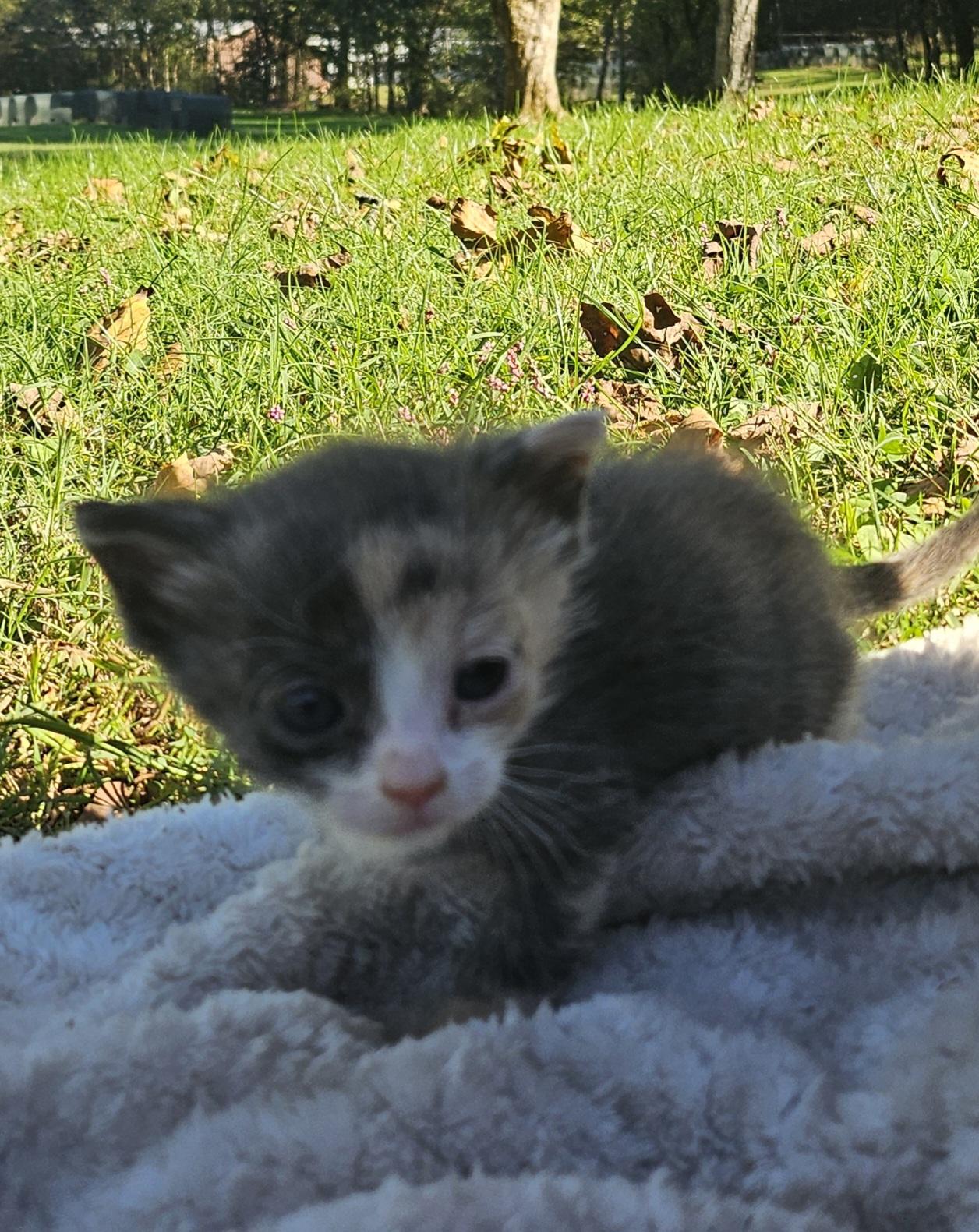 Chow Mein, Adopted, Young Female Domestic Medium Hair.