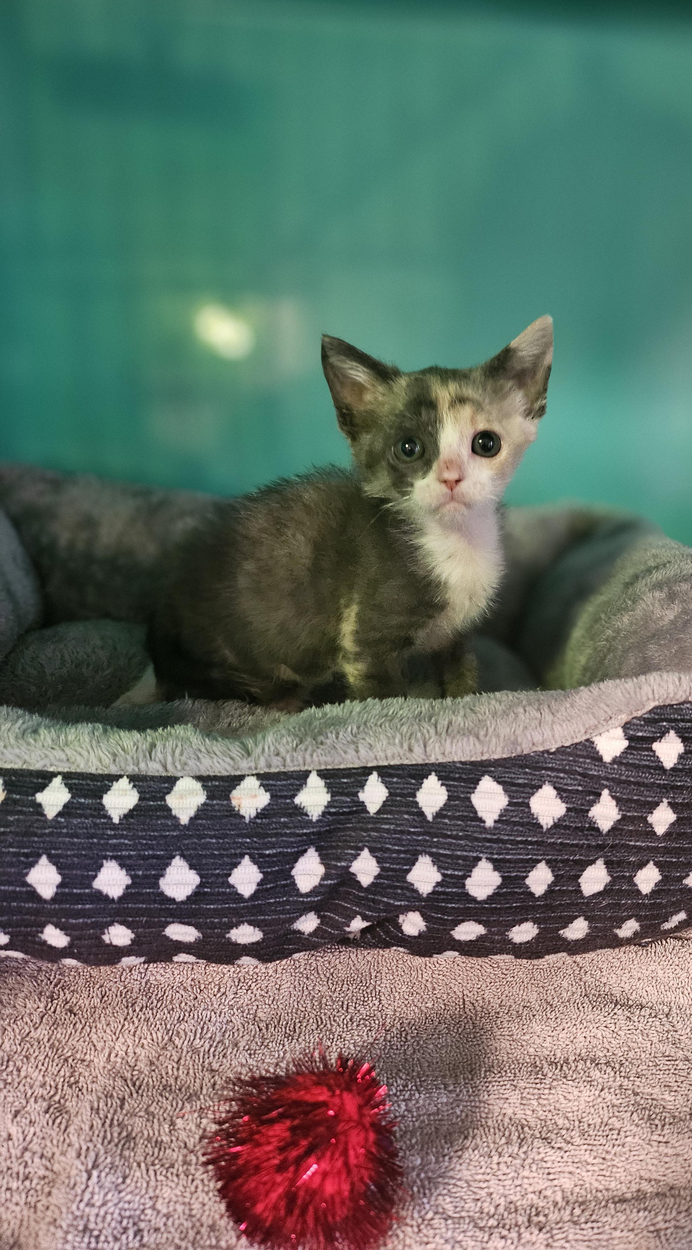 Enlarge Chow Mein, a Adopted mixed breed in Lynchburg, TN image 2/2