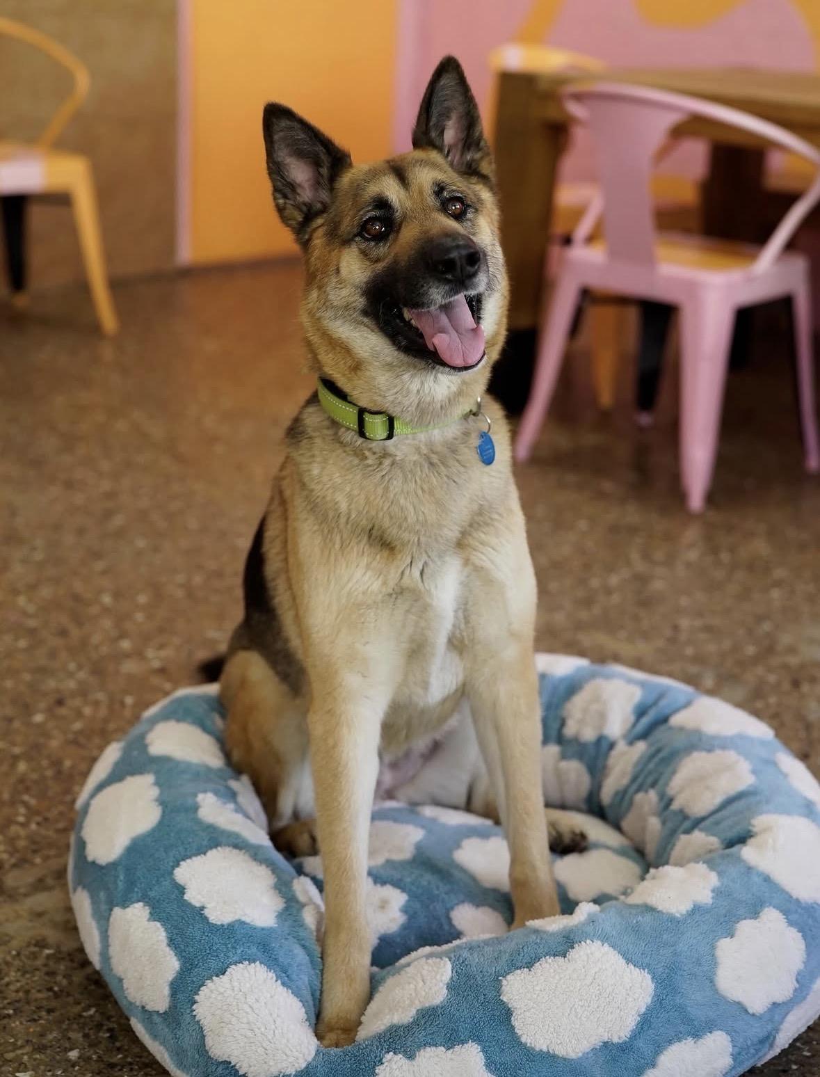 Lisa, Adoptable, Adult Female German Shepherd Dog.