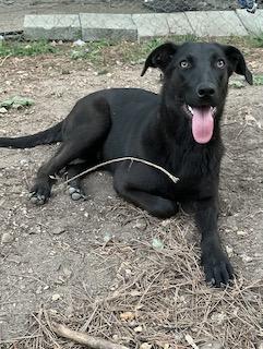 Enlarge Gusty, a ADOPTABLE mixed breed in Warrington, PA image 4/6