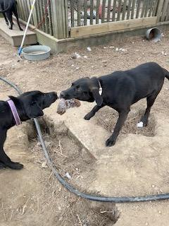 Gusty, a ADOPTABLE mixed breed in Warrington, PA image 6/6