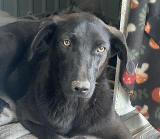 Gusty, ADOPTABLE, Puppy Female Labrador Retriever & German Shepherd Dog.