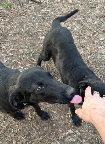 Gusty, a ADOPTABLE mixed breed in Warrington, PA image 3/6