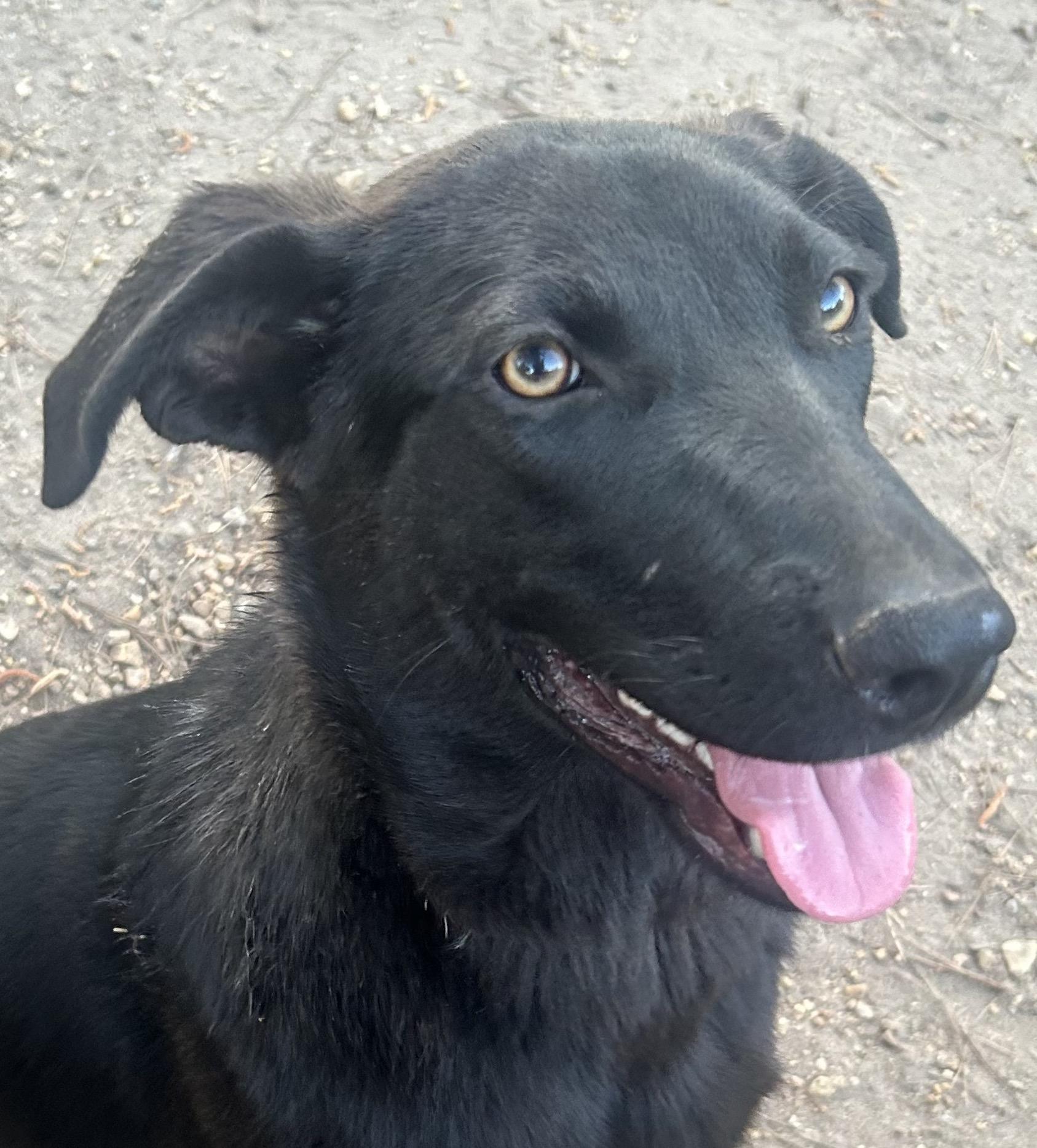 Enlarge Gusty, a ADOPTABLE mixed breed in Warrington, PA image 3/6