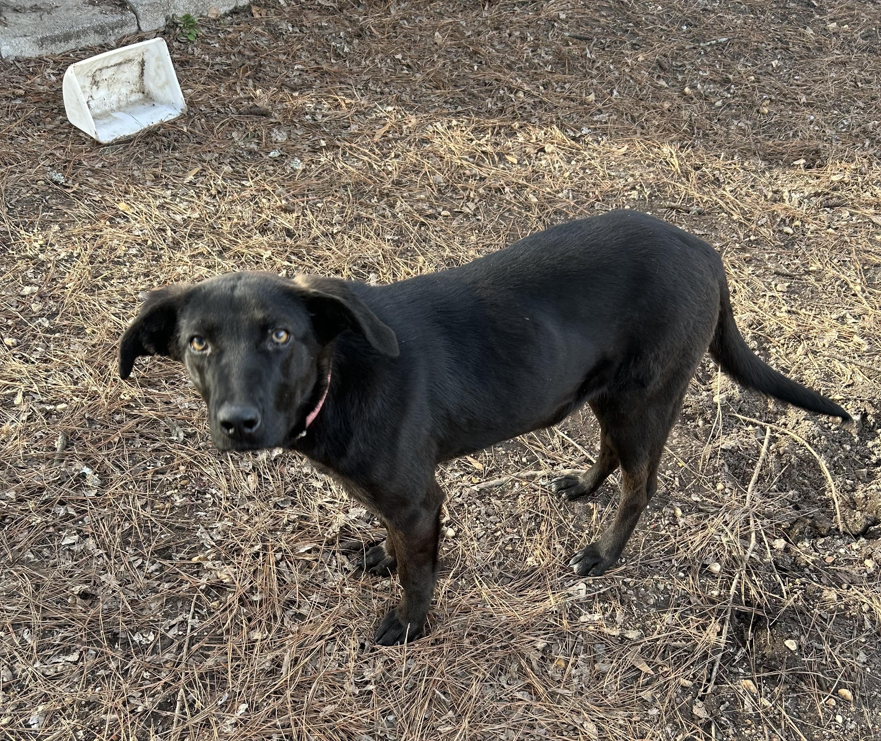 Gusty, a ADOPTABLE mixed breed in Warrington, PA image 2/6