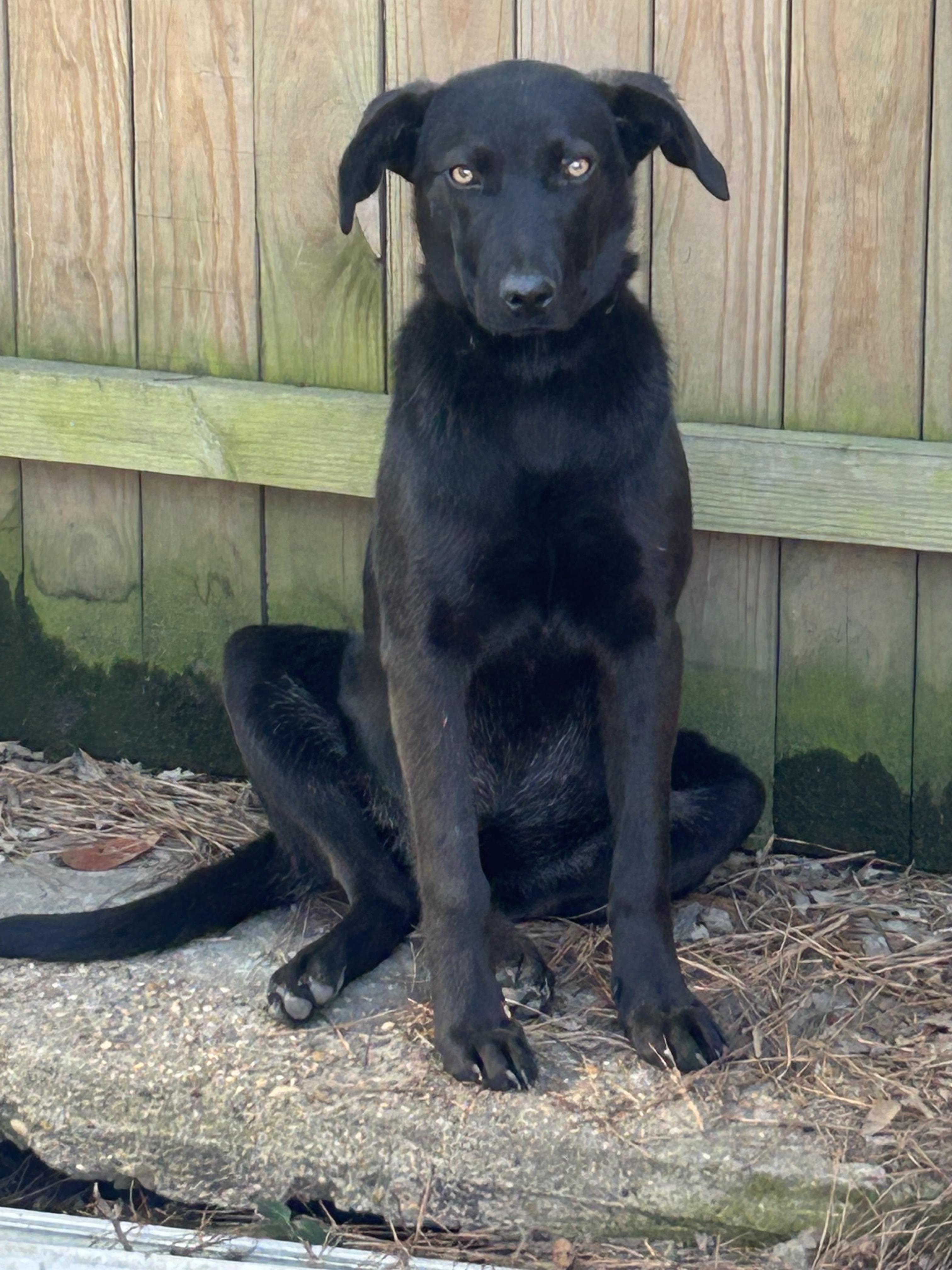 Gusty, a ADOPTABLE mixed breed in Warrington, PA image 4/6