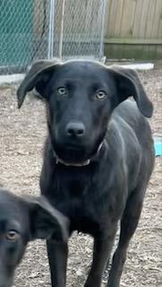 Gusty, a ADOPTABLE mixed breed in Warrington, PA image 1/6