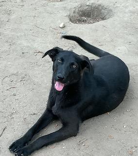 Enlarge Gusty, a ADOPTABLE mixed breed in Warrington, PA image 2/6