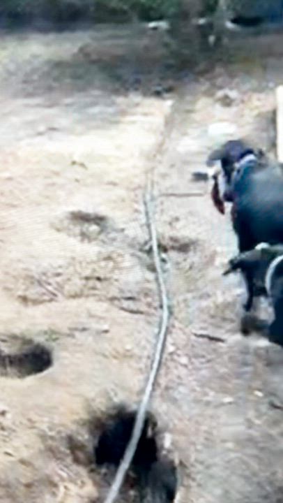 Enlarge Gusty, a ADOPTABLE mixed breed in Warrington, PA video 5/6