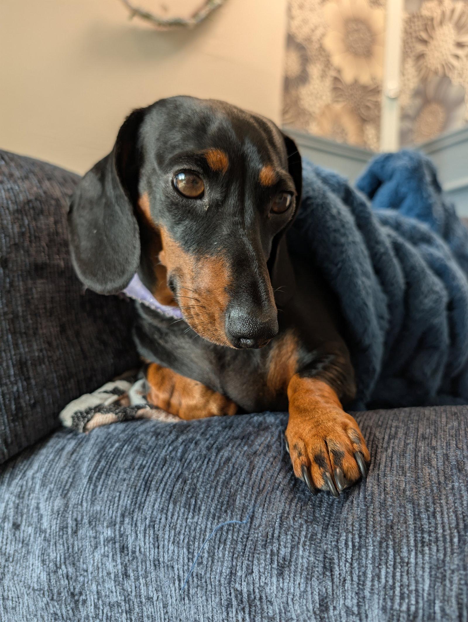 Enlarge Pickles, a Adopted Dachshund in Austin, TX image 1/3