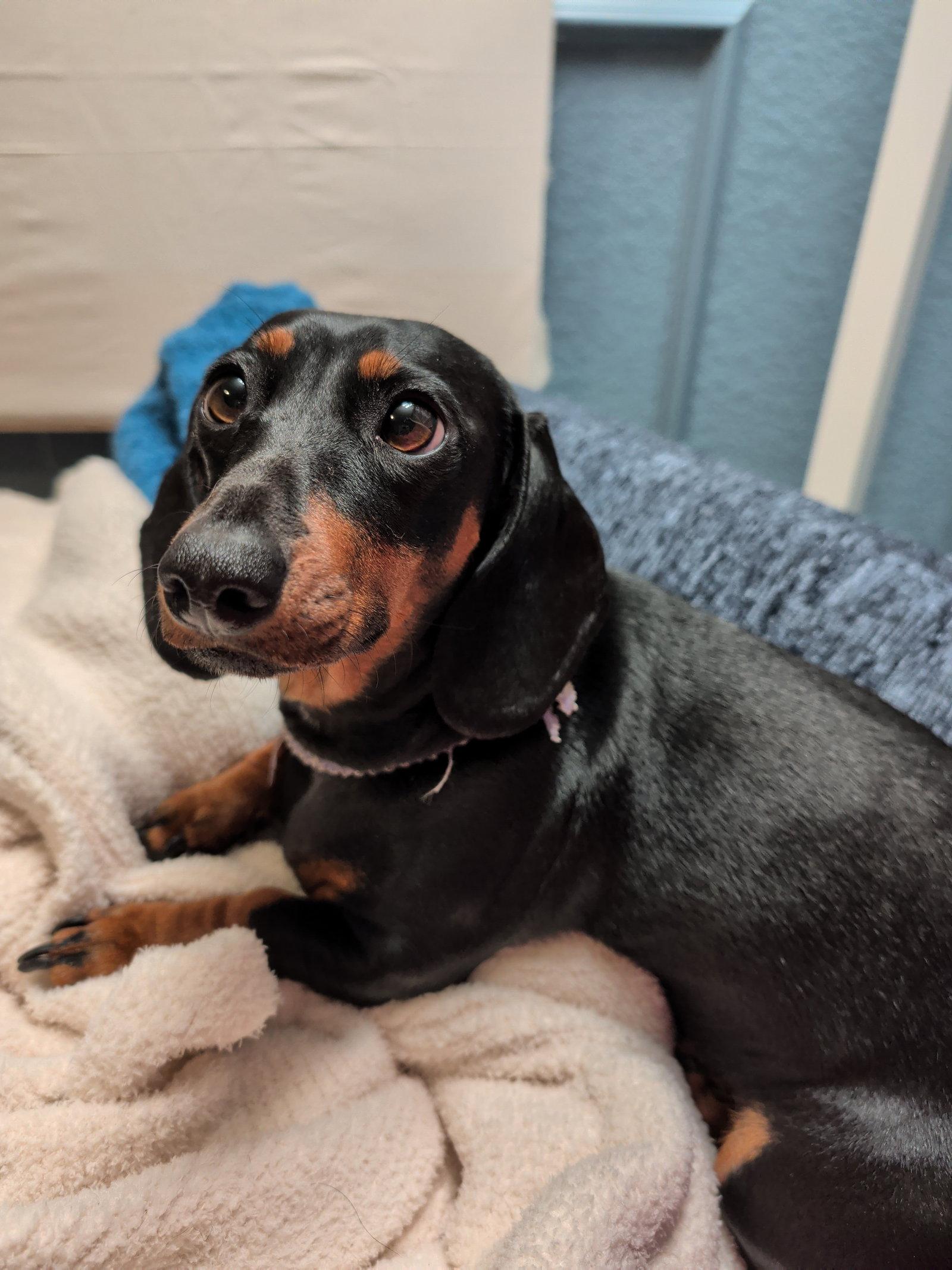 Enlarge Pickles, a Adopted Dachshund in Austin, TX image 2/3