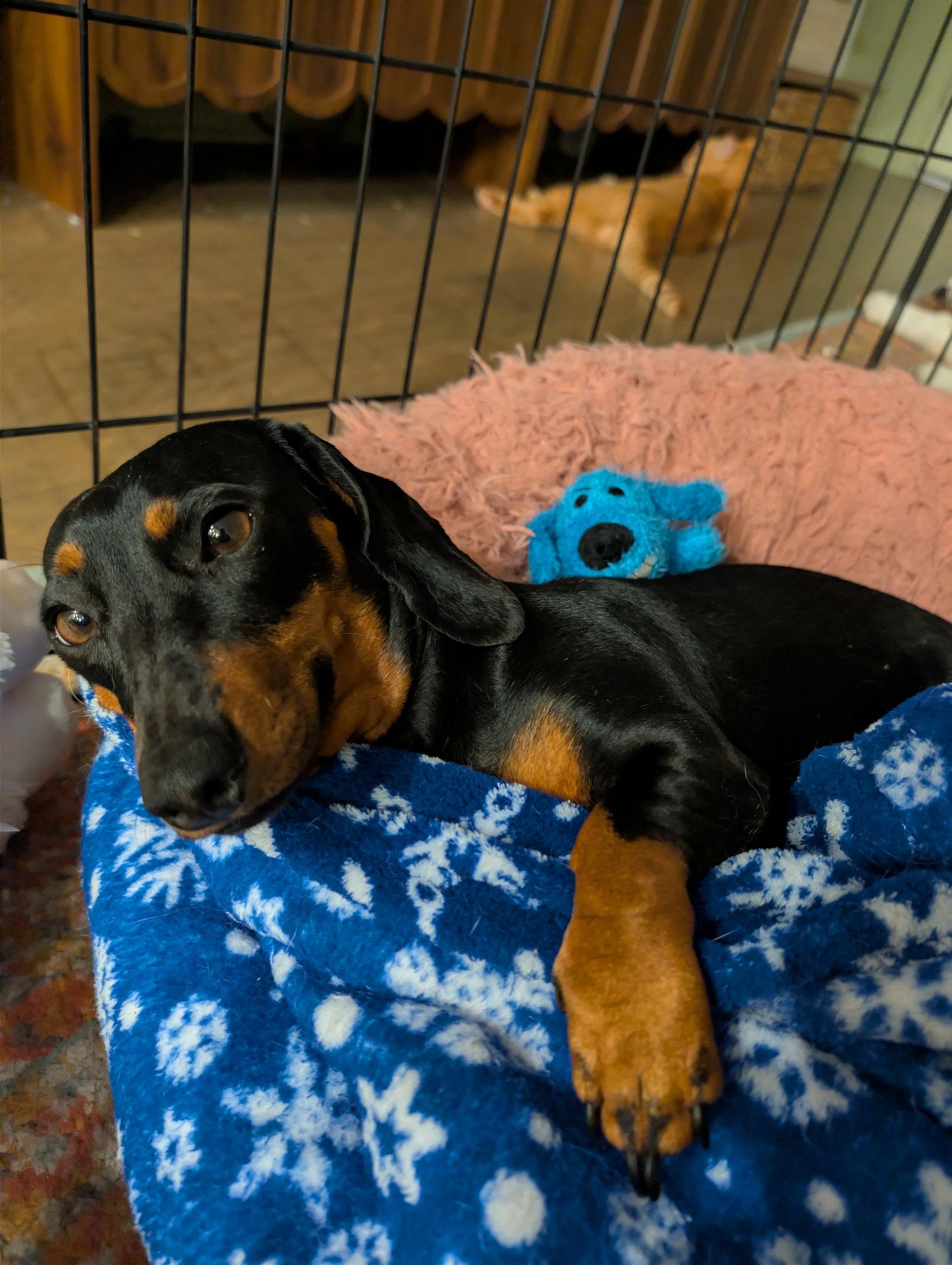 Enlarge Pickles, a Adopted Dachshund in Austin, TX image 3/3