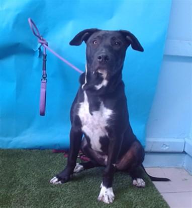 JAY JAY, Adoptable, Young Male Labrador Retriever & Pit Bull Terrier.