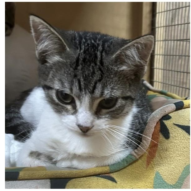 Enlarge Mildred, an adopted mixed breed in Santa Rosa, CA image 1/1