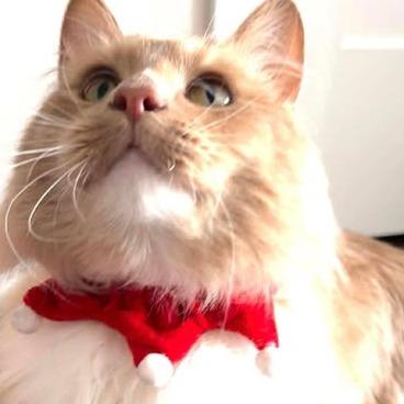 Ron, Adoptable, Adult Male Domestic Medium Hair.