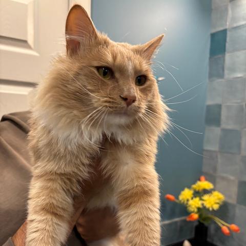 Ron, a Adoptable Domestic Medium Hair in Calgary, AB image 2/6