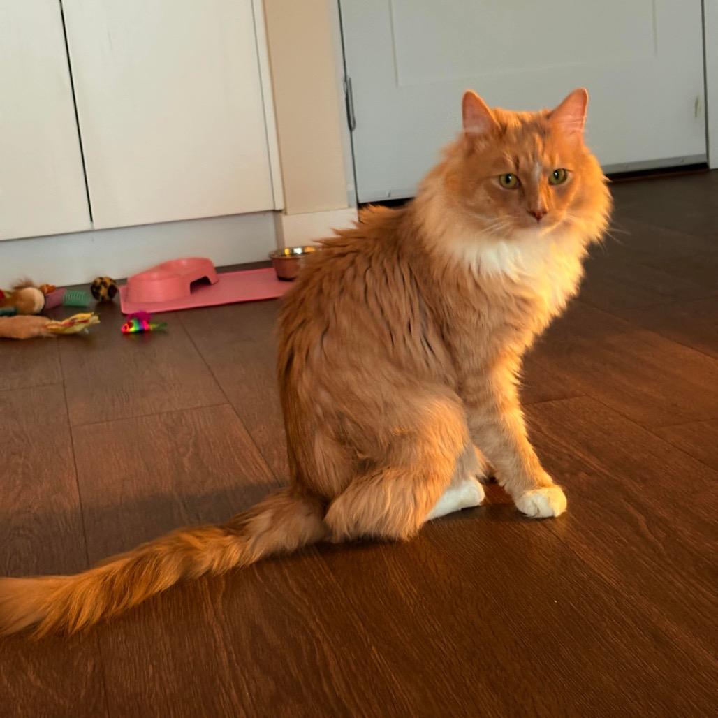 Ron, a Adoptable Domestic Medium Hair in Calgary, AB image 3/6