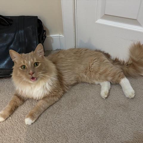 Ron, a Adoptable Domestic Medium Hair in Calgary, AB image 4/6