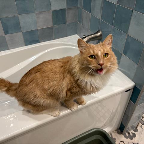 Ron, a Adoptable Domestic Medium Hair in Calgary, AB image 5/6