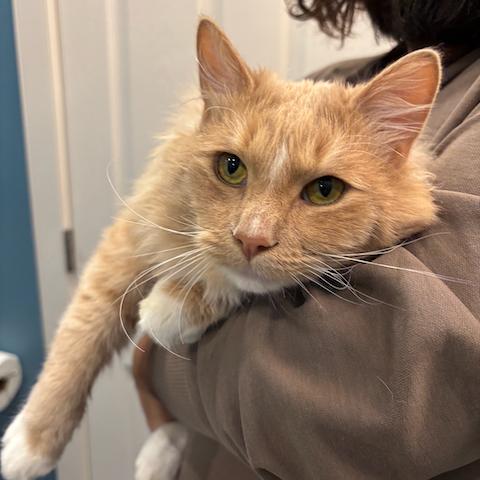 Ron, a Adoptable Domestic Medium Hair in Calgary, AB image 6/6